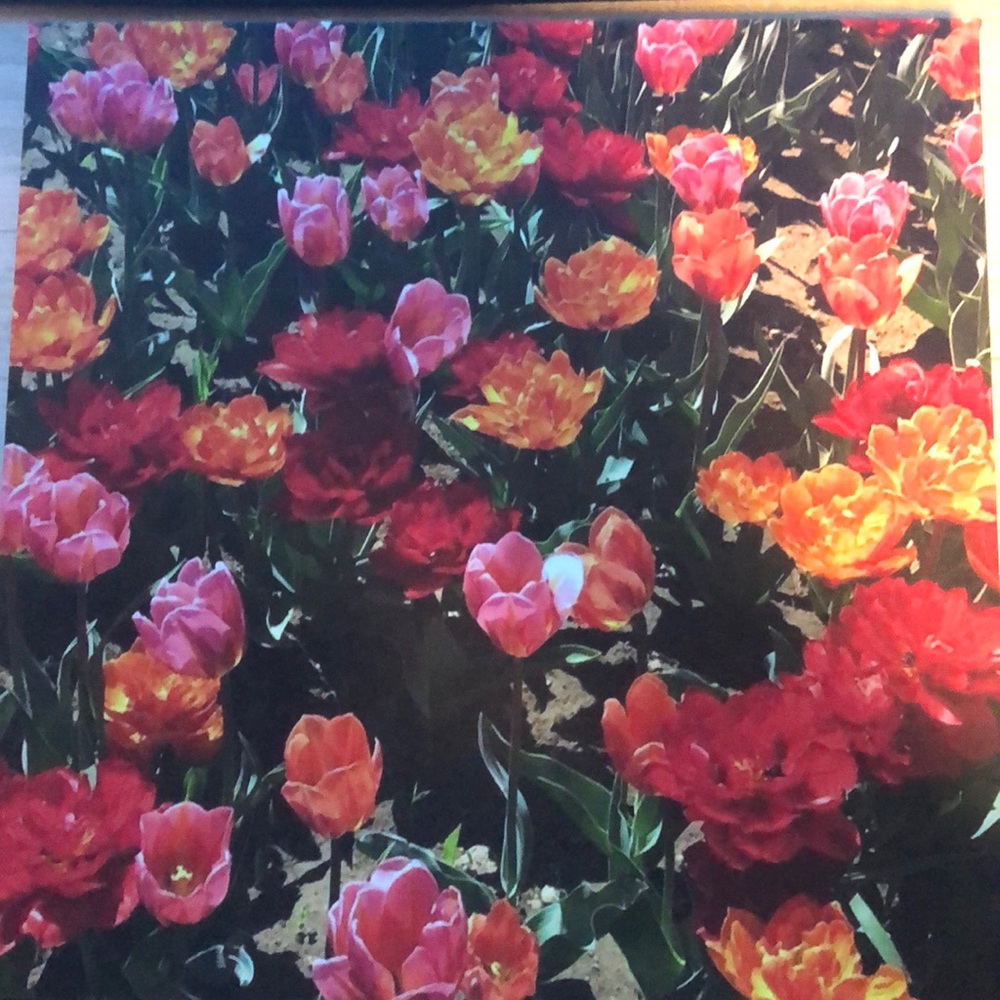 Photo of Tulips at Rhode Island Tulip Farm